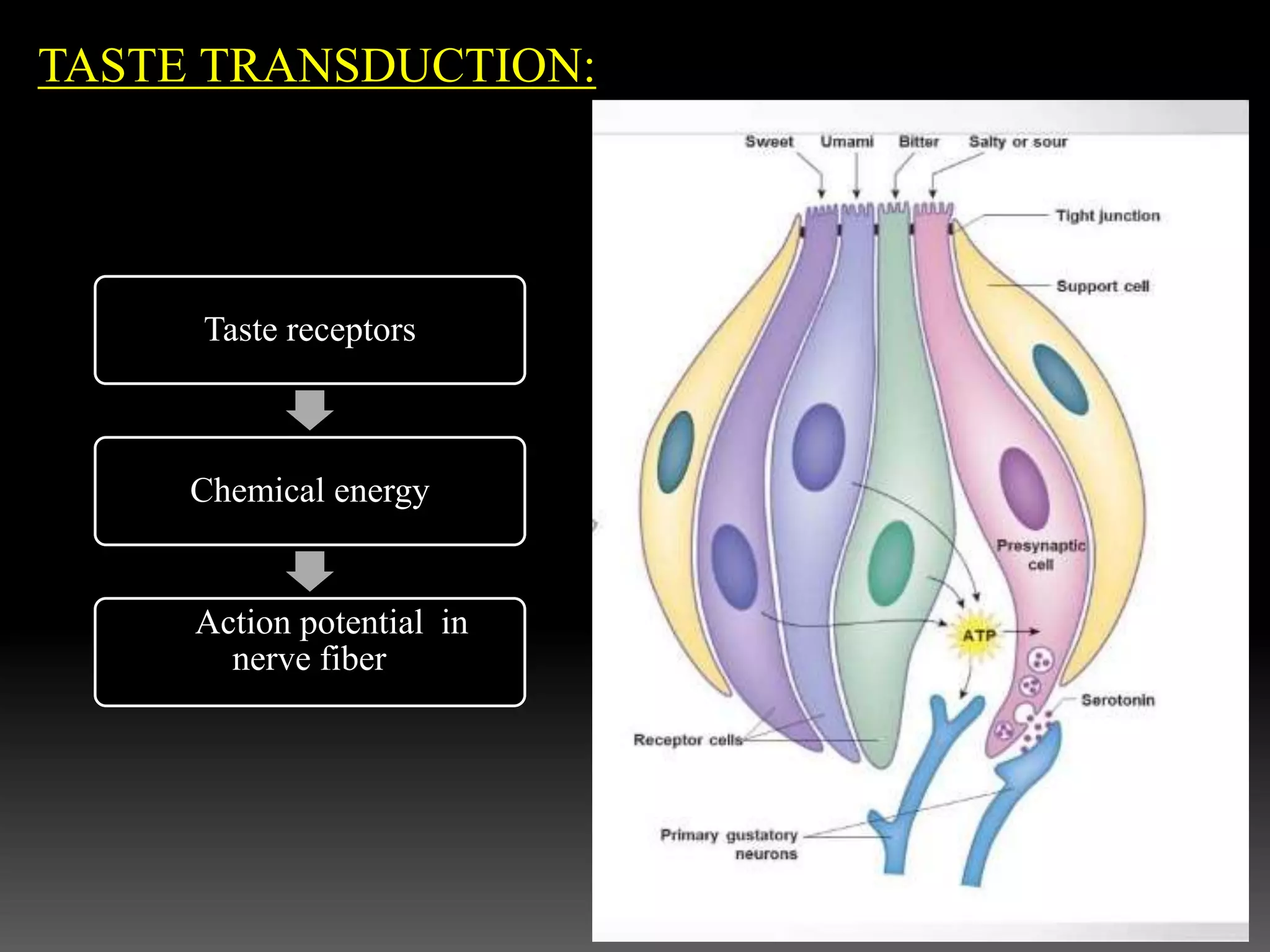 Taste receptors
Chemical energy
Action potential in
nerve fiber
TASTE TRANSDUCTION:
 