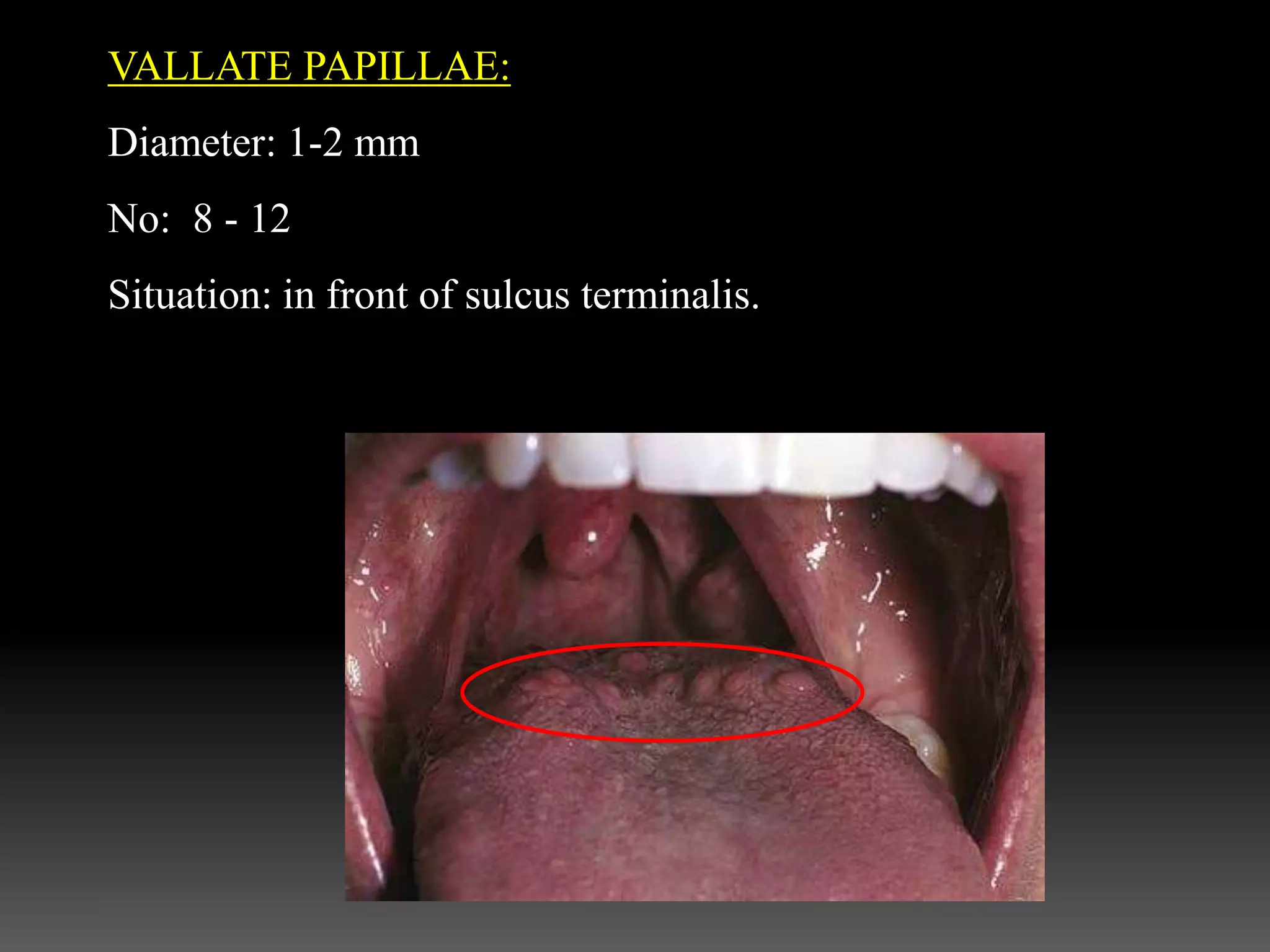 VALLATE PAPILLAE:
Diameter: 1-2 mm
No: 8 - 12
Situation: in front of sulcus terminalis.
 