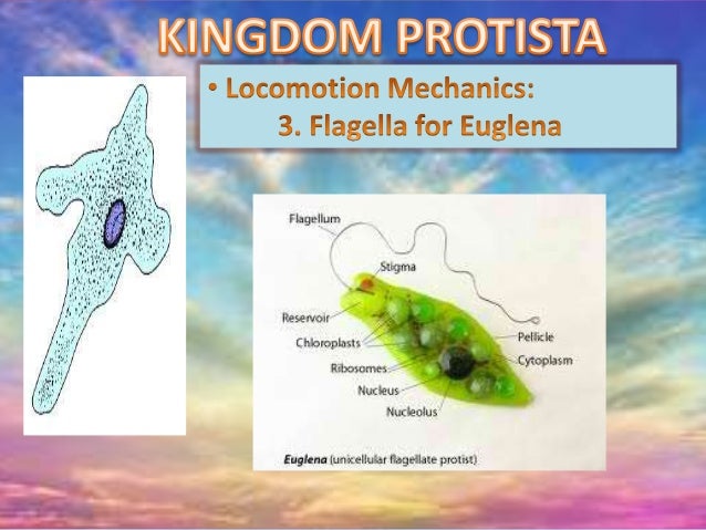 Biology Kingdoms