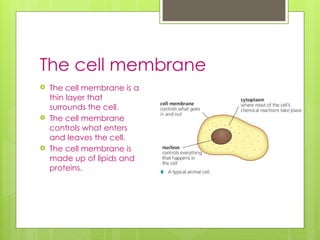 Plant and Animal Cells IGCSE level trial.pptx