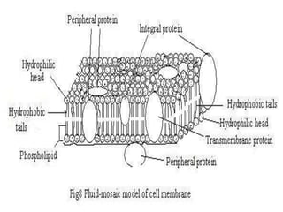 2 Plant Cell physiology and their role tt | PPT