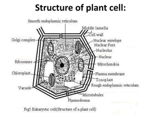 2 Plant Cell physiology and their role tt | PPT