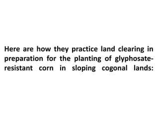 Here are how they practice land clearing in
preparation for the planting of glyphosate-
resistant corn in sloping cogonal lands:
 