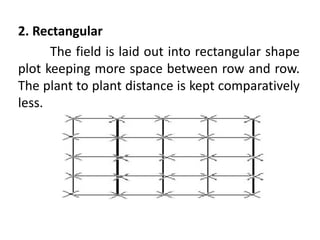 2 PLANT CROPS.pptx