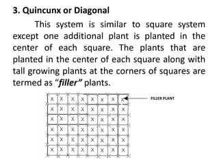 Quincunx System.drawing 2 PLANT CROPS.pptx