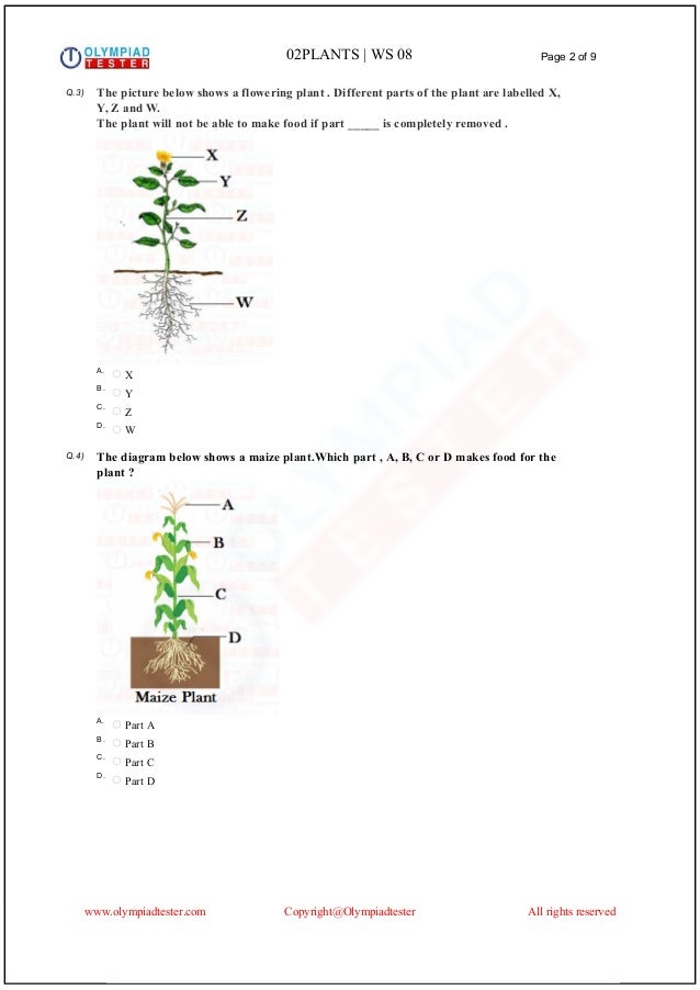 Class 2 Science Olympiad Sample paper on Plants Set 02
