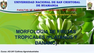 UNIVERSIDAD NACIONAL DE SAN CRISTOBAL
DE HUAMANGA
FACULTAD DE INGENIERIA QUÍMICA Y METALURGIA
ESCUELA PROFESIONAL DE INGENIERÍA AGROINDUSTRIAL
MORFOLOGIA DE FRUTAS
TROPICALES (PLATANOS Y
BANANO)
Curso: AG-241 Cultivos Agroindustriales
 