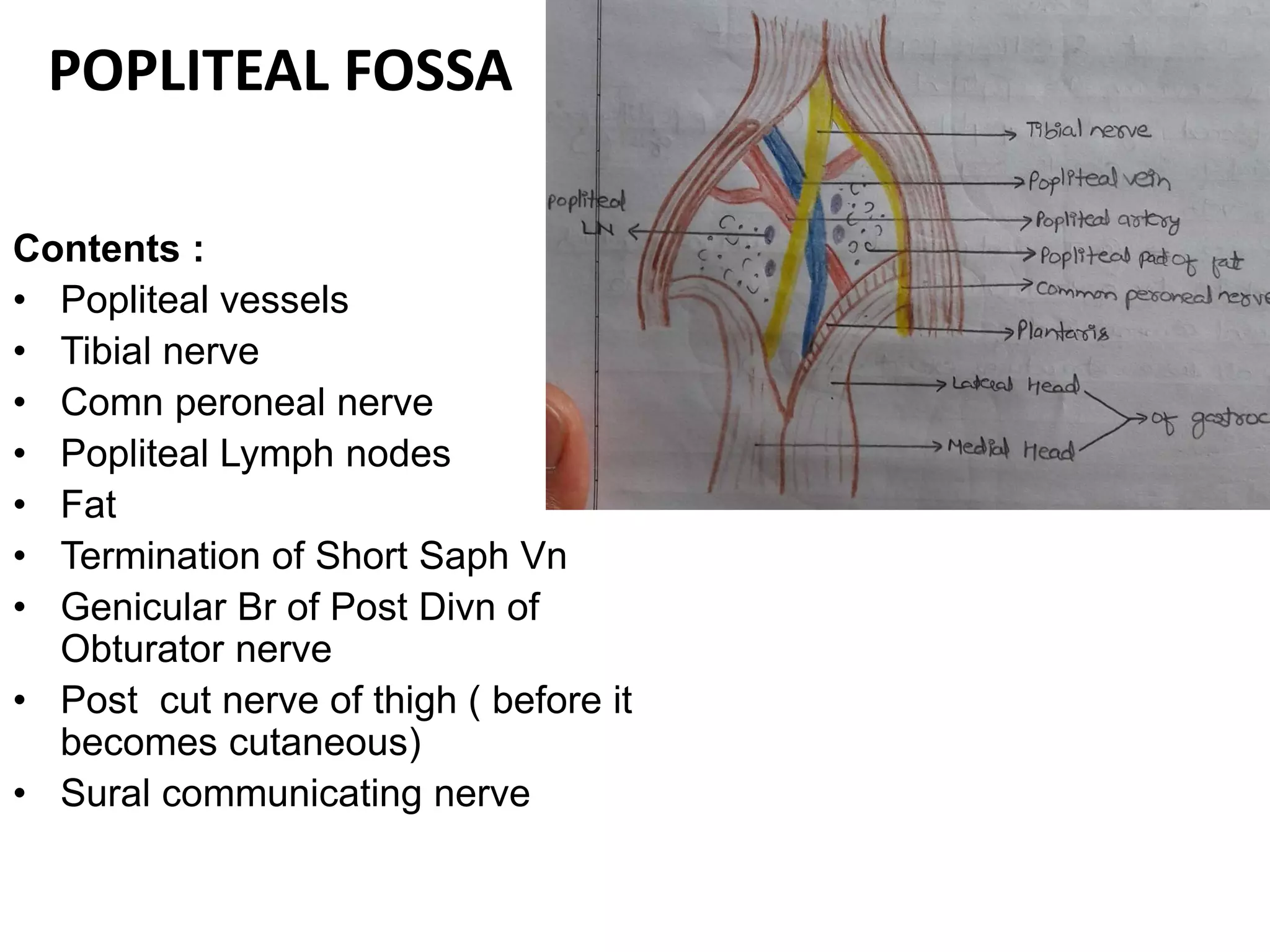 Contents :
• Popliteal vessels
• Tibial nerve
• Comn peroneal nerve
• Popliteal Lymph nodes
• Fat
• Termination of Short Saph Vn
• Genicular Br of Post Divn of
Obturator nerve
• Post cut nerve of thigh ( before it
becomes cutaneous)
• Sural communicating nerve
POPLITEAL FOSSA
 