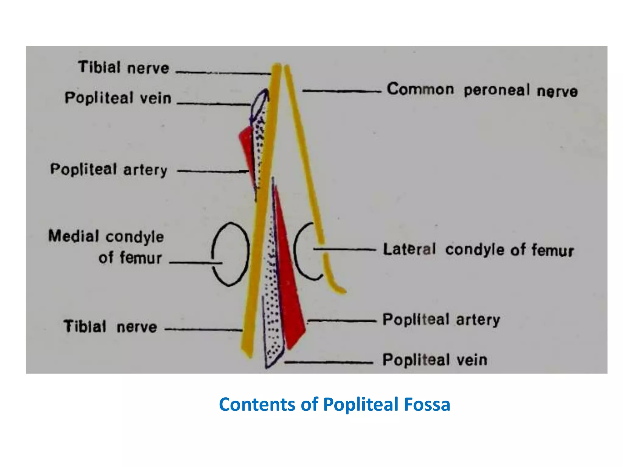 Contents of Popliteal Fossa
 