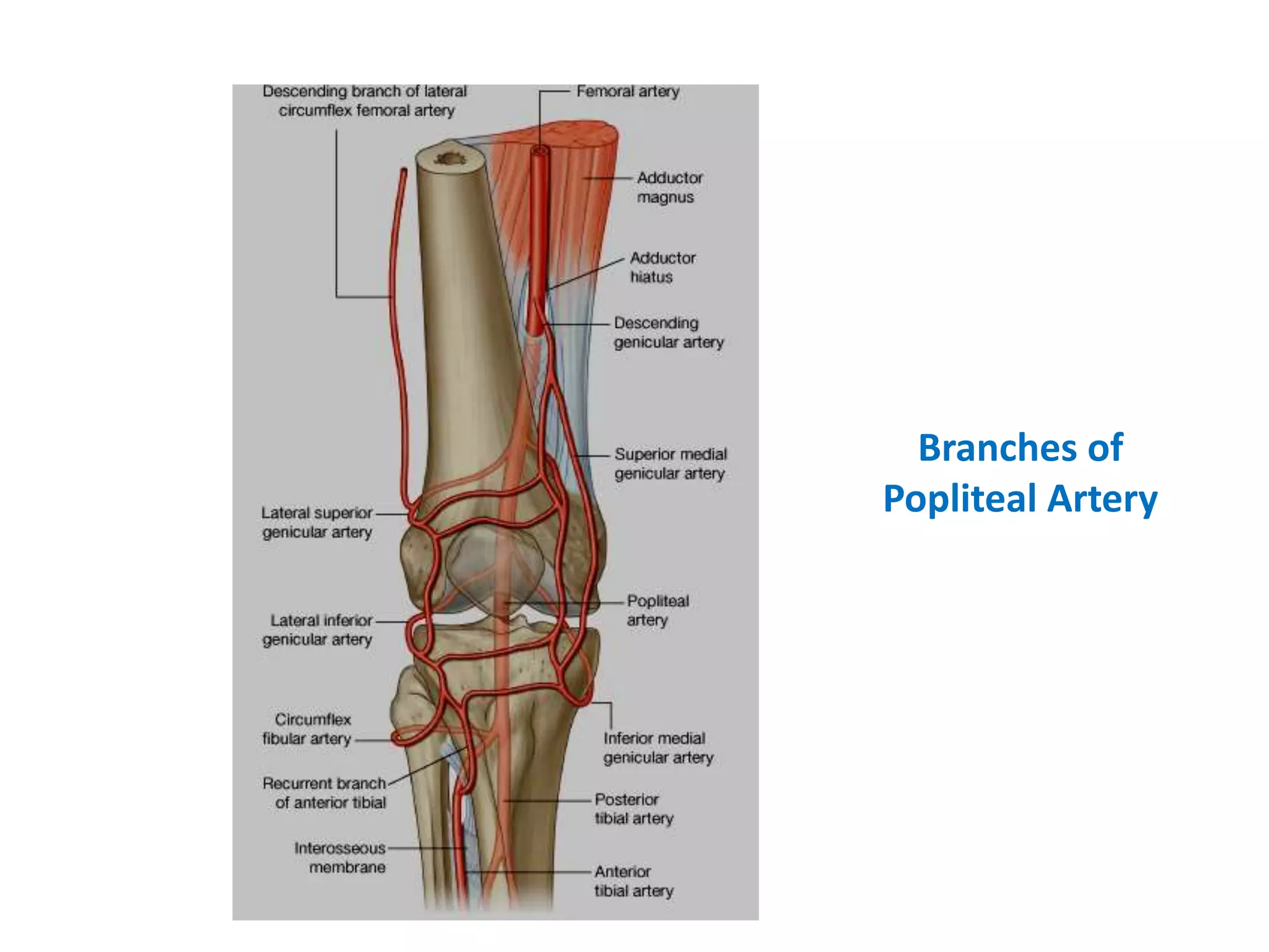 Branches of
Popliteal Artery
 