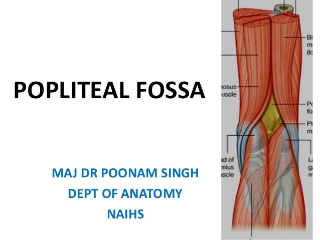 2 popliteal fossa popliteal fossa