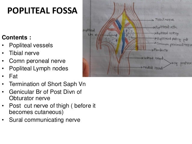 2 popliteal fossa