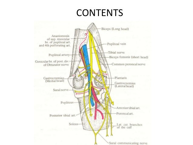 2 popliteal fossa popliteal fossa