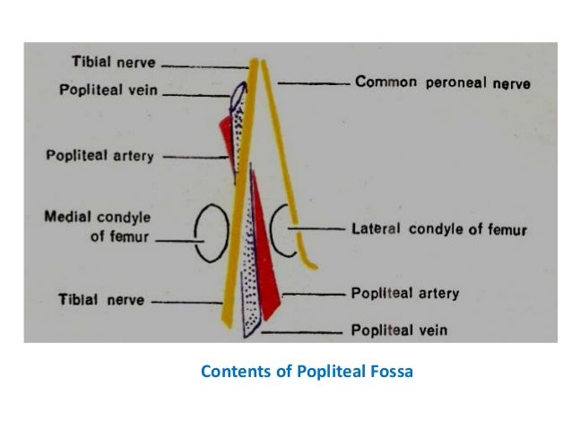 2 Popliteal Fossa 2 Popliteal Fossa