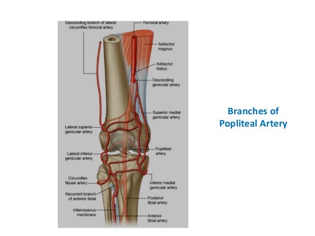 2 popliteal fossa popliteal fossa