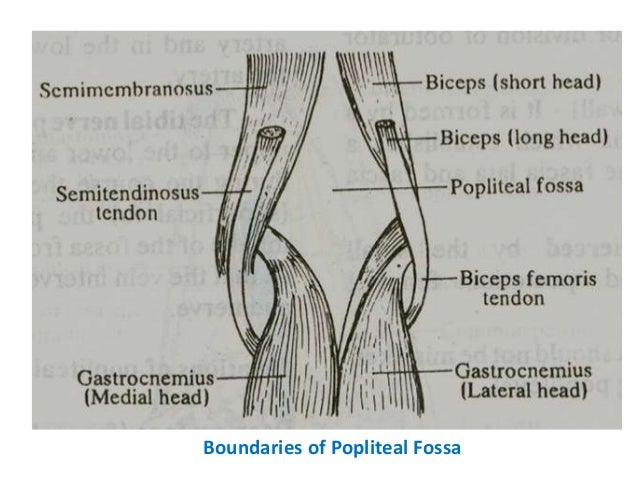 popliteal fossa