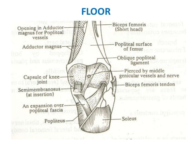 popliteal fossa
