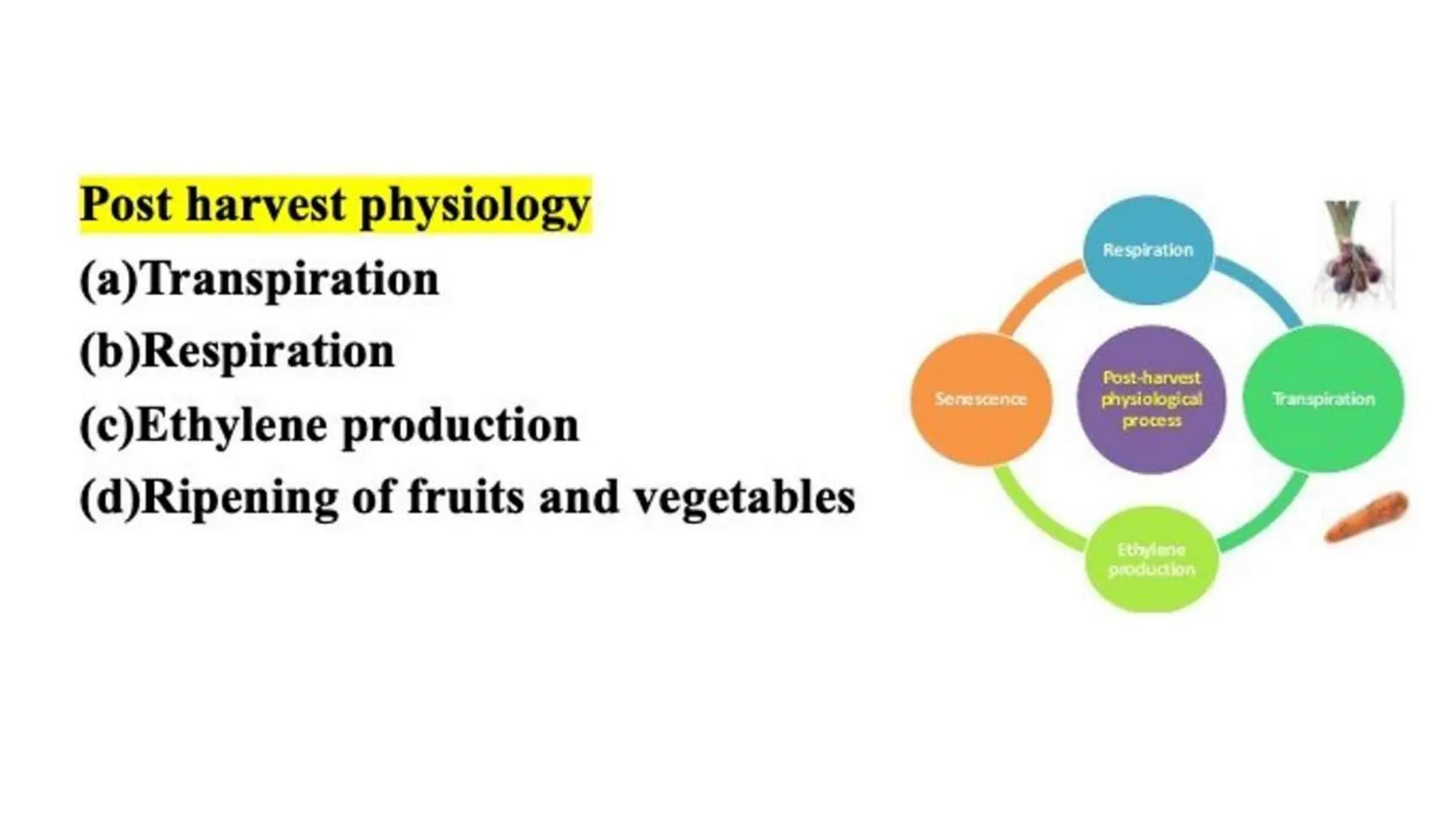 2 Post harvest Physiology of Horticulture produce.pptx