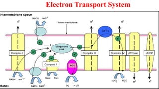 2 Post harvest Physiology of Horticulture produce.pptx