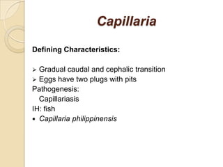 Capillaria
Defining Characteristics:
 Gradual caudal and cephalic transition
 Eggs have two plugs with pits
Pathogenesis:
Capillariasis
IH: fish
 Capillaria philippinensis
 