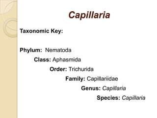 Capillaria
Taxonomic Key:
Phylum: Nematoda
Class: Aphasmida
Order: Trichurida
Family: Capillariidae
Genus: Capillaria
Species: Capillaria
 