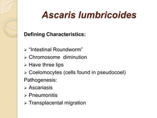Ascaris lumbricoides
Defining Characteristics:
 “Intestinal Roundworm”
 Chromosome diminution
 Have three lips
 Coelomocytes (cells found in pseudocoel)
Pathogenesis:
 Ascariasis
 Pneumonitis
 Transplacental migration
 