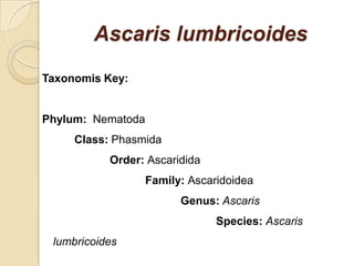 Ascaris lumbricoides
Taxonomis Key:
Phylum: Nematoda
Class: Phasmida
Order: Ascaridida
Family: Ascaridoidea
Genus: Ascaris
Species: Ascaris
lumbricoides
 