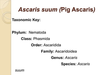 Ascaris suum (Pig Ascaris)
Taxonomic Key:
Phylum: Nematoda
Class: Phasmida
Order: Ascaridida
Family: Ascaridoidea
Genus: Ascaris
Species: Ascaris
suum
 