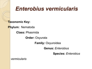 Enterobius vermicularis
Taxonomic Key:
Phylum: Nematoda
Class: Phasmida
Order: Oxyurata
Family: Oxyuroidea
Genus: Enterobius
Species: Enterobius
vermicularis
 