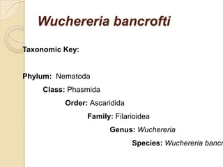 Wuchereria bancrofti
Taxonomic Key:
Phylum: Nematoda
Class: Phasmida
Order: Ascaridida
Family: Filarioidea
Genus: Wuchereria
Species: Wuchereria bancr
 