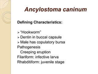 Ancylostoma caninum
Defining Characteristics:
 “Hookworm”
 Dentin in buccal capsule
 Male has copulatory bursa
Pathogenesis
Creeping eruption
Filariform: infective larva
Rhabditiform: juvenile stage
 