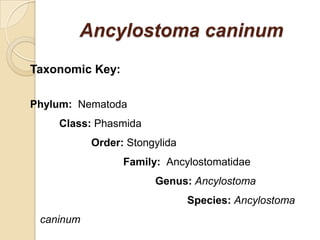 Ancylostoma caninum
Taxonomic Key:
Phylum: Nematoda
Class: Phasmida
Order: Stongylida
Family: Ancylostomatidae
Genus: Ancylostoma
Species: Ancylostoma
caninum
 