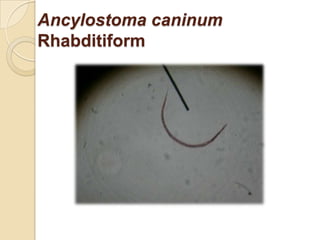Ancylostoma caninum
Rhabditiform
 