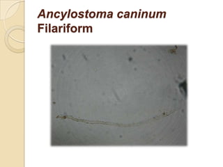 Ancylostoma caninum
Filariform
 
