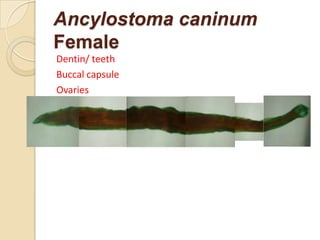 Ancylostoma caninum
Female
Dentin/ teeth
Buccal capsule
Ovaries
 