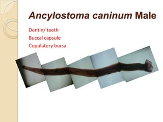 Ancylostoma caninum Male
Dentin/ teeth
Buccal capsule
Copulatory bursa
 