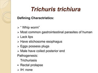Trichuris trichiura
Defining Charactristics:
 “ Whip worm”
 Most common gastrointestinal parasites of human
 Lack lips
 Have stichosome esophagus
 Eggs possess plugs
 Male have coiled posterior end
Pathogenesis:
Trichuriasis
 Rectal prolapse
 IH: none
 