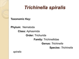 Trichinella spiralis
Taxonomic Key:
Phylum: Nematoda
Class: Aphasmida
Order: Trichurida
Family: Trichinellidae
Genus: Trichinella
Species: Trichinella
spiralis
 