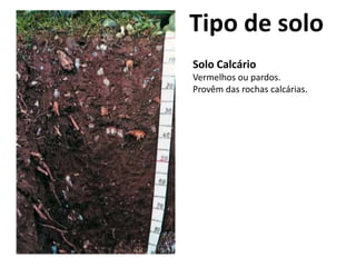 Solo Calcário
Vermelhos ou pardos.
Provêm das rochas calcárias.
Tipo de solo
 