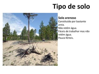 Solo arenoso
Constituído por bastante
areia.
Não retêm água.
Fáceis de trabalhar mas não
retêm água.
Pouco férteis.
Tipo de solo
 