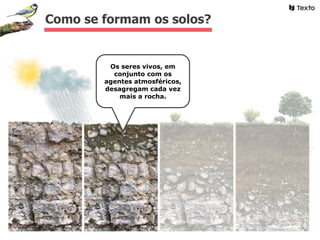Como se formam os solos?
Os seres vivos, em
conjunto com os
agentes atmosféricos,
desagregam cada vez
mais a rocha.
 
