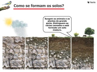 Como se formam os solos?
Surgem os animais e as
plantas de grande
porte. Distinguem-se
várias camadas e está
formado um solo
maduro.
 