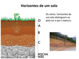 Horizontes de um solo
Os vários horizontes de
um solo distinguem-se
pela cor e por a textura.
 