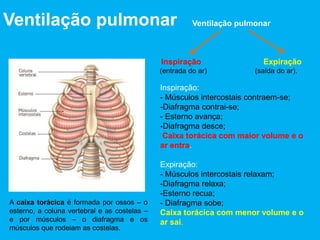 Cloaca
Os grãos são um alimento bastante duro.
Depois de engolidos são amolecidos no papo,
passando de seguida ao proventrículo, a parte
do estômago responsável pela transformação
química dos alimentos. Seguem depois para a
moela, uma cavidade musculosa onde se dá a
transformação física do alimento.
Estas aves ingerem habitualmente areia
juntamente com o alimento, para facilitar o
processo de trituração na moela.
A digestão prossegue no intestino, onde se dá a
absorção dos nutrientes, e termina numa
abertura, a cloaca.
Intestino
Pâncreas
Estômago
composto
Proventrículo
Papo
Esófago
Bico
Fígado
Moela
 