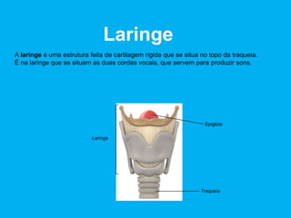 Os dentes são responsáveis pela mastigação.
Tornam o alimento mais fácil de digerir pelos restantes órgãos.
Incisivos: cortam
os alimentos
Caninos: rasgam
os alimentos
Pré-molares:
esmagam os
alimentos
Molares: trituram
os alimentos
 