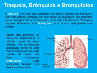 O esófago é o canal que conduz o bolo alimentar da faringe até ao estômago. O esófago
tem musculatura nas suas paredes. Para obrigarem o bolo alimentar a seguir em direção
ao estômago, esses músculos contraem-se de forma rítmica. Estes movimentos da
musculatura do tubo digestivo chamam-se movimentos peristálticos.
Parede muscular
do esófago
Bolo
alimentar
Músculo
contraído
Músculo
relaxado
 