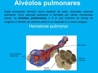 Estômago.
Glândulas gástricas;
Movimentos peristálticos;
Transforma o bolo alimentar em quimo
A camada muscular da parede do estômago
realiza movimentos peristálticos, para fragmentar
os alimentos e misturá-los com o suco gástrico.
Este suco fabricado pelo estômago contém,
entre outras substâncias, ácido clorídrico, que
ajuda a fragmentar os alimentos e mata a maior
parte dos microrganismos ingeridos com os
alimentos.
Parede interna
do estômagoEsófago
Esfíncteres
Duodeno (início
do intestino
delgado)
 