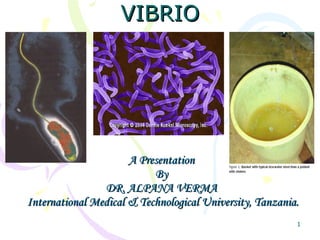 VIBRIO A Presentation By DR. ALPANA VERMA International Medical & Technological University, Tanzania. 