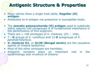 Antigenic Structure & Properties <ul><li>Many vibrios show a single heat labile,  flagellar (H) antigen. </li></ul><ul><li...