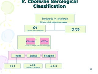 V. Cholerae  Serological Classification Each O1 biotype can have 3 serotypes Classical El Tor Division into 2 epidemic ser...